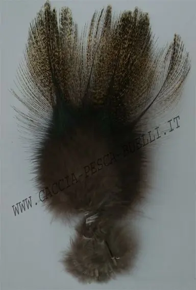 COQ DE LEON PARDO CLARO buellistore