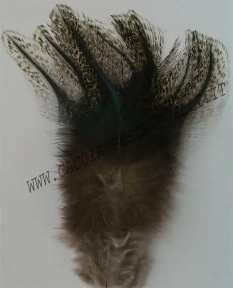 TURRAL COQ DE LEON PARDO MEDIO buellistore