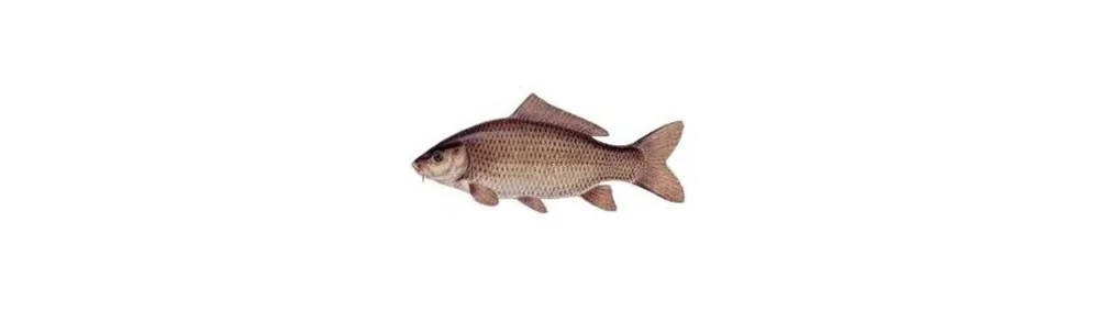 Pesca con l‘arco